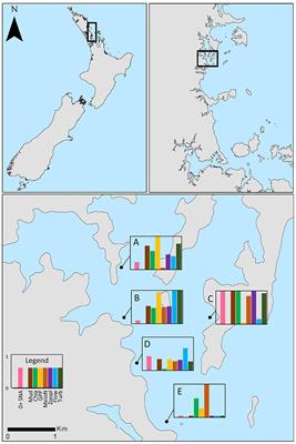 Benthic Structure and Pelagic Food Sources Determine Post-settlement Snapper (Chrysophrys auratus) Abundance